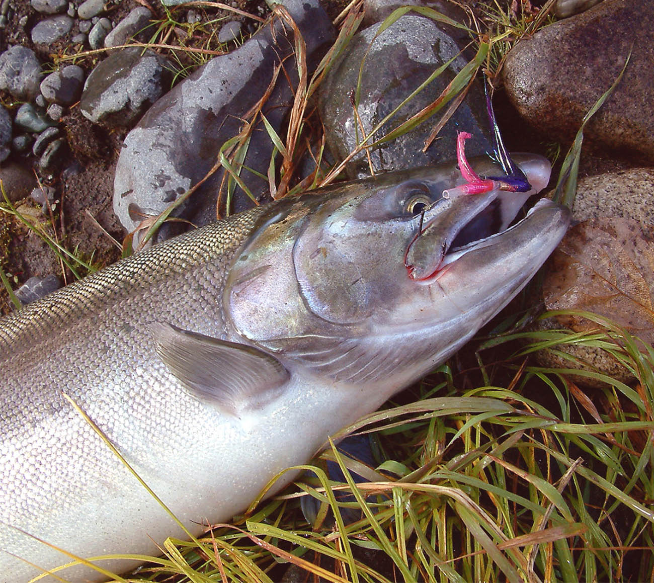 рыбалка на Камчатке, реке Жупанова, лагерь Дзензур
