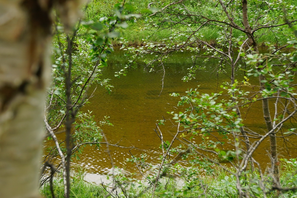 прозрачная вода и семга в реке Белоусиха