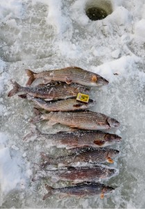 Рыбалка в Архангельской области.