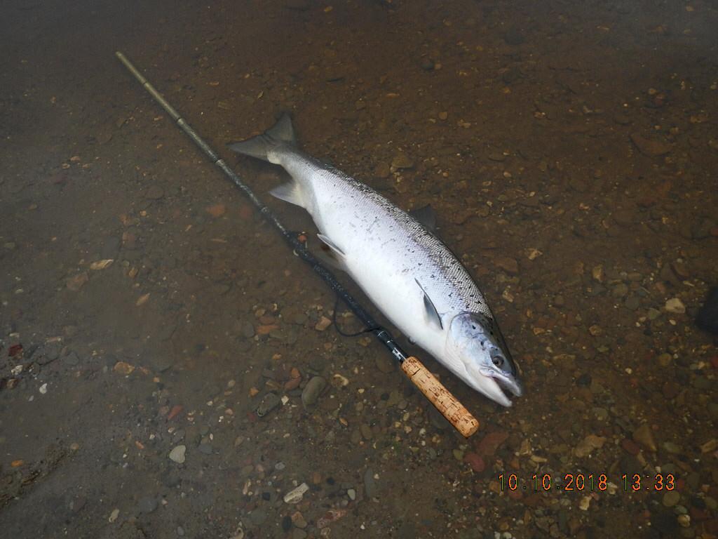 Рыбалка в Архангельской области. Ловля лосося, семги, хариуса, кумжи.